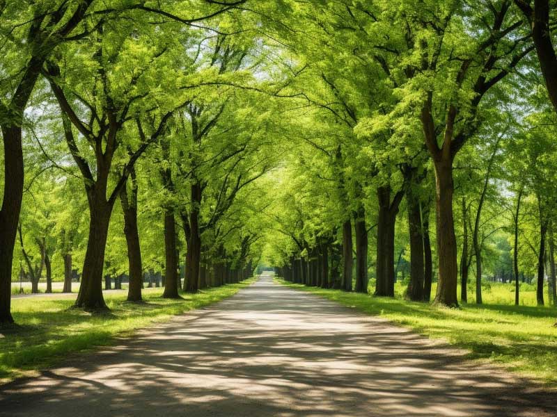 A road lined with trees in a park.